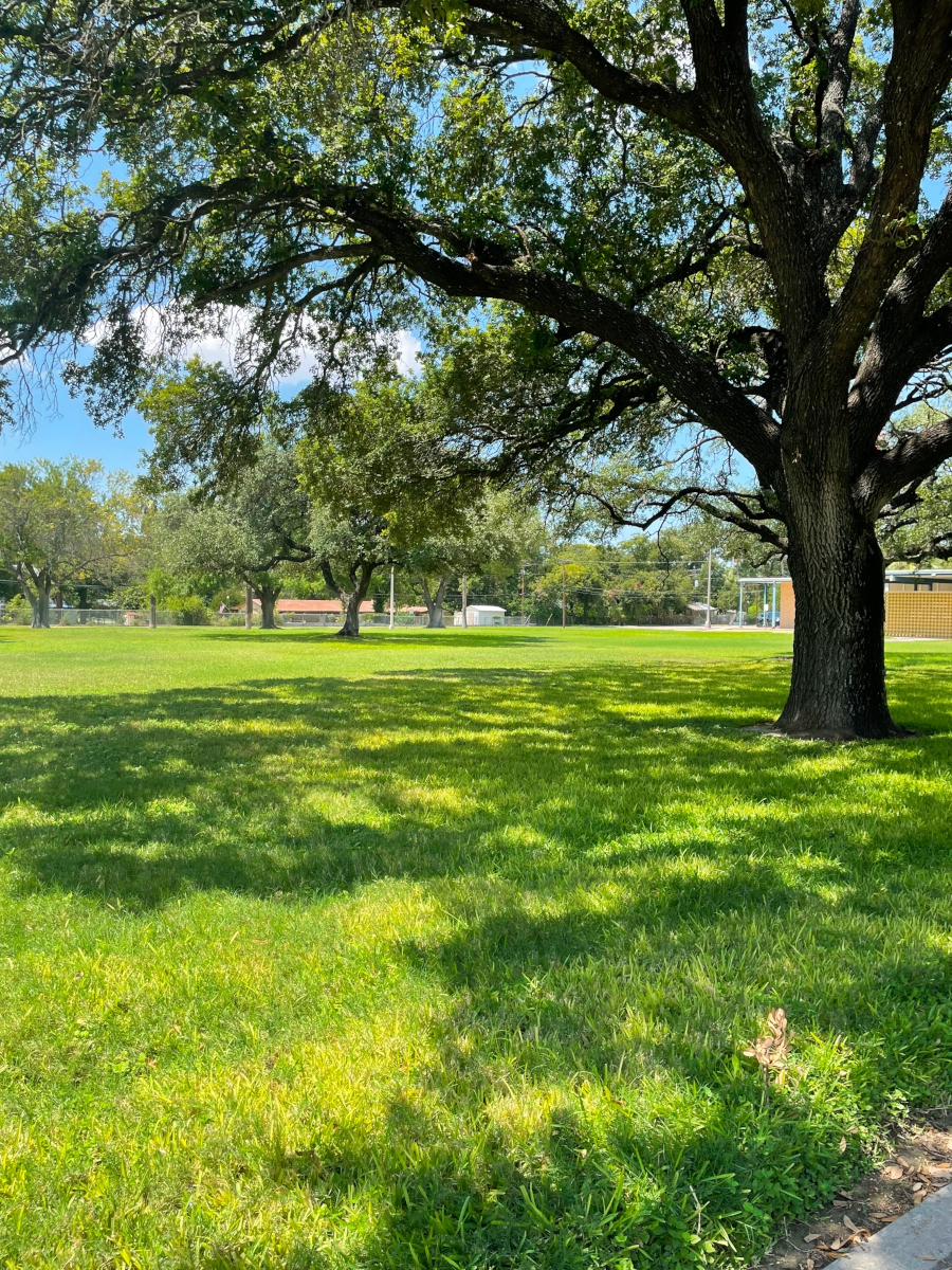 Photo of a large, green lawn with several large trees and a blue sky.