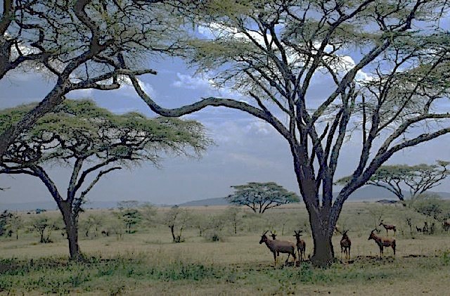 African savannah